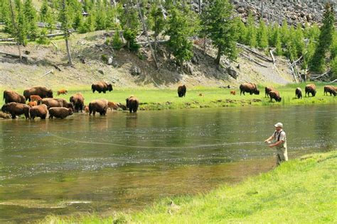 yellowstone national park fishing license|best fishing in yellowstone.